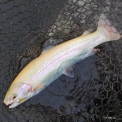 雨の平谷湖フィッシングスポットで爆釣！